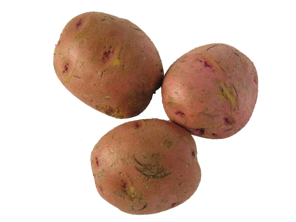 Яровизация картофеля перед посадкой в домашних. Яровизация картофеля. Семенной картофель яровизация. Как проверяется картофель.